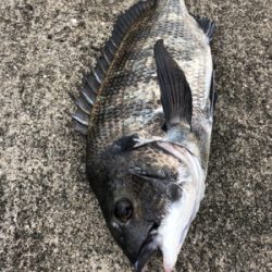 本日は渋々なり