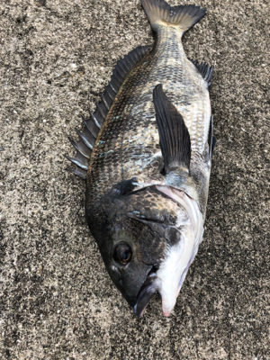 本日は渋々なり