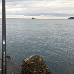 室戸白灯台にてグレ