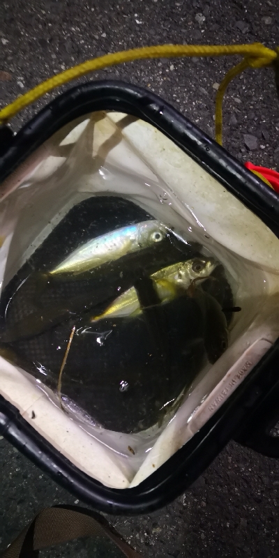 アジング練習 72