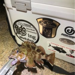 師走でもアジング