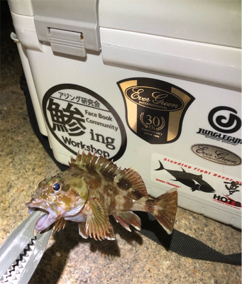 師走でもアジング