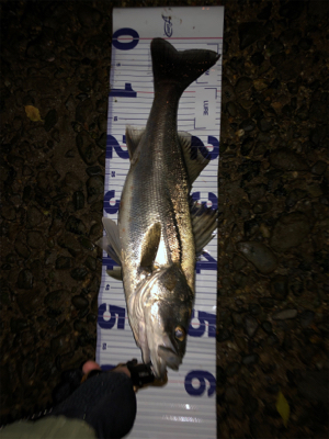 少ないチャンスをものに