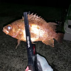 夜から朝まで、、、