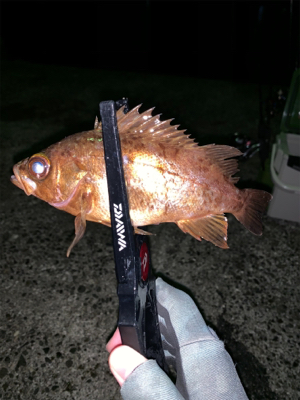 夜から朝まで、、、