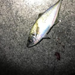 癒しのアジング