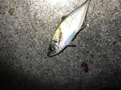 癒しのアジング