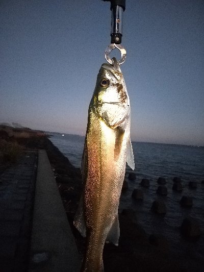 朝まづめにワームで