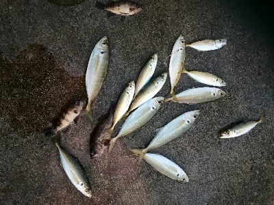 寒さに負けずアジング