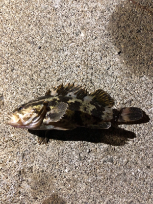 今週も来ました❗️