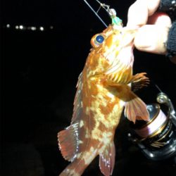 安定のガシリング