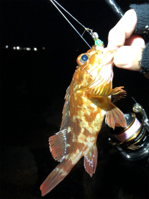 安定のガシリング