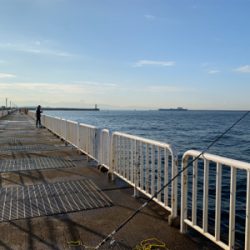 安定のノマセでハマチ