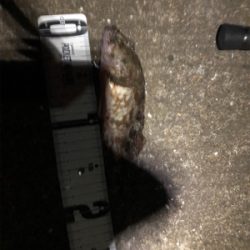 ライトゲームに移行です