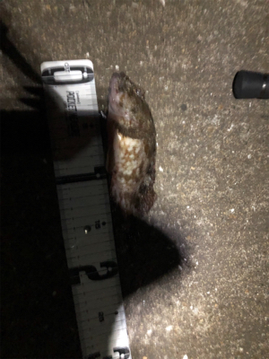 ライトゲームに移行です