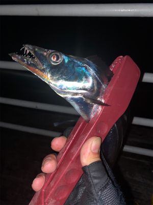 連日つ抜けはならずも陸っぱりドラゴン