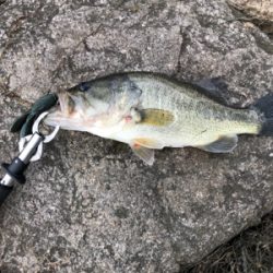 ライトテキサスで久々の良型（45cm）