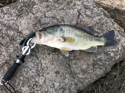 ライトテキサスで久々の良型（45cm）