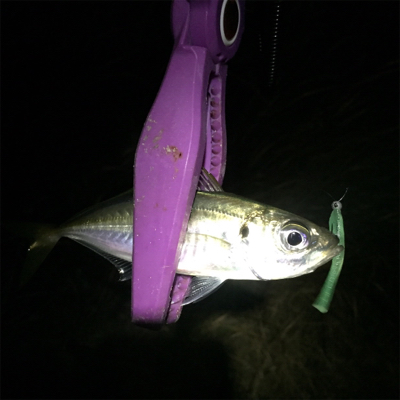 大阪湾奥アジング アミパターン?