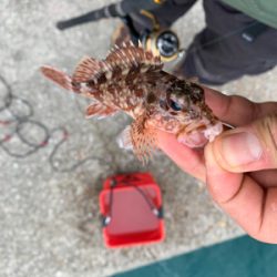 親子で紀州釣り