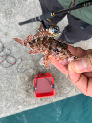 親子で紀州釣り