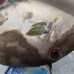 ロックフィッシュ