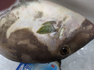 ロックフィッシュ