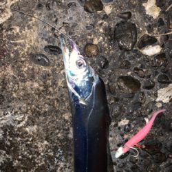 朝タチ、高活性！