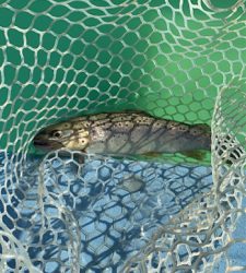 栃木総合運動場プール