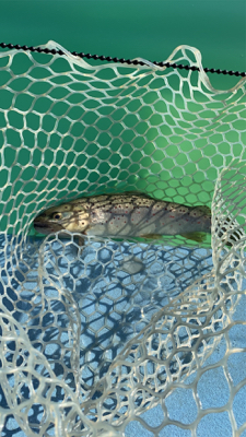 栃木総合運動場プール