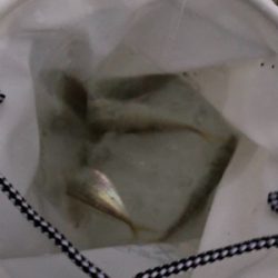 寒いけどアジング