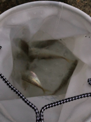 寒いけどアジング