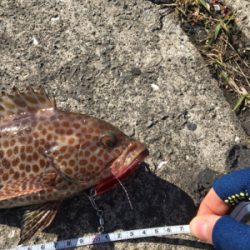 ライトショアジギング