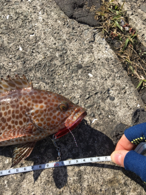 ライトショアジギング