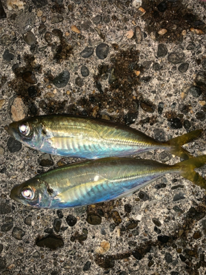 松部港 アジサビキ釣り