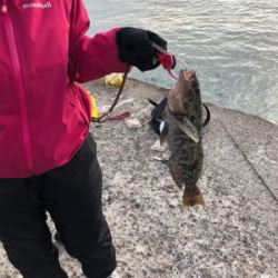 釣り納めでデカいアイナメが釣れた!