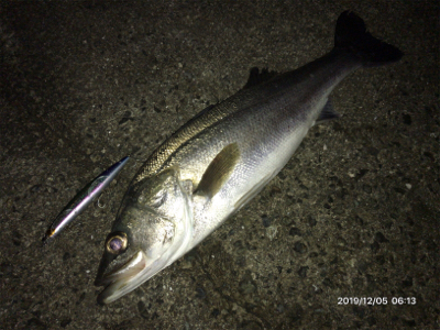 サラシパターン