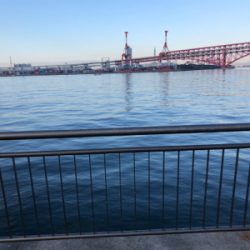 湾奥タチウオまだいける