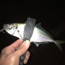 爆風、釣れるやん！