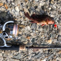 ブラクリでガシラ狙い