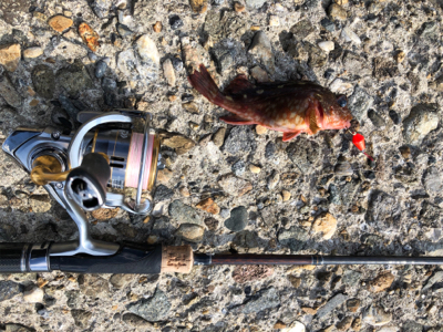 ブラクリでガシラ狙い