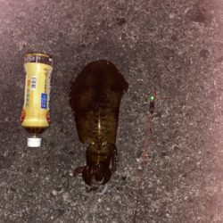 ヤエンでアオリ