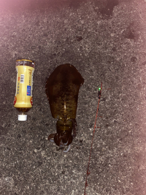 ヤエンでアオリ