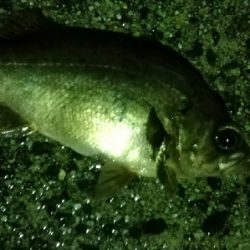 メバルの活性高