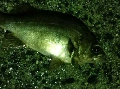 メバルの活性高