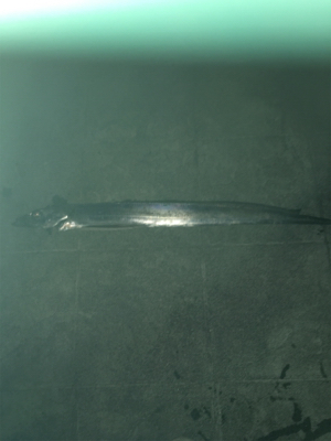 ドラゴンタチウオ