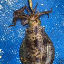 北九州ティップラン爆釣