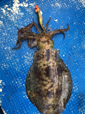 北九州ティップラン爆釣