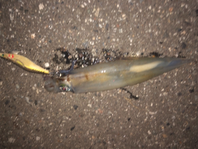 アオリイカ狙いで