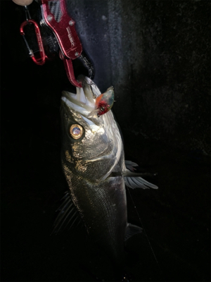 渋いながらの一匹